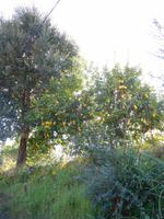 098 Villa de Monchique