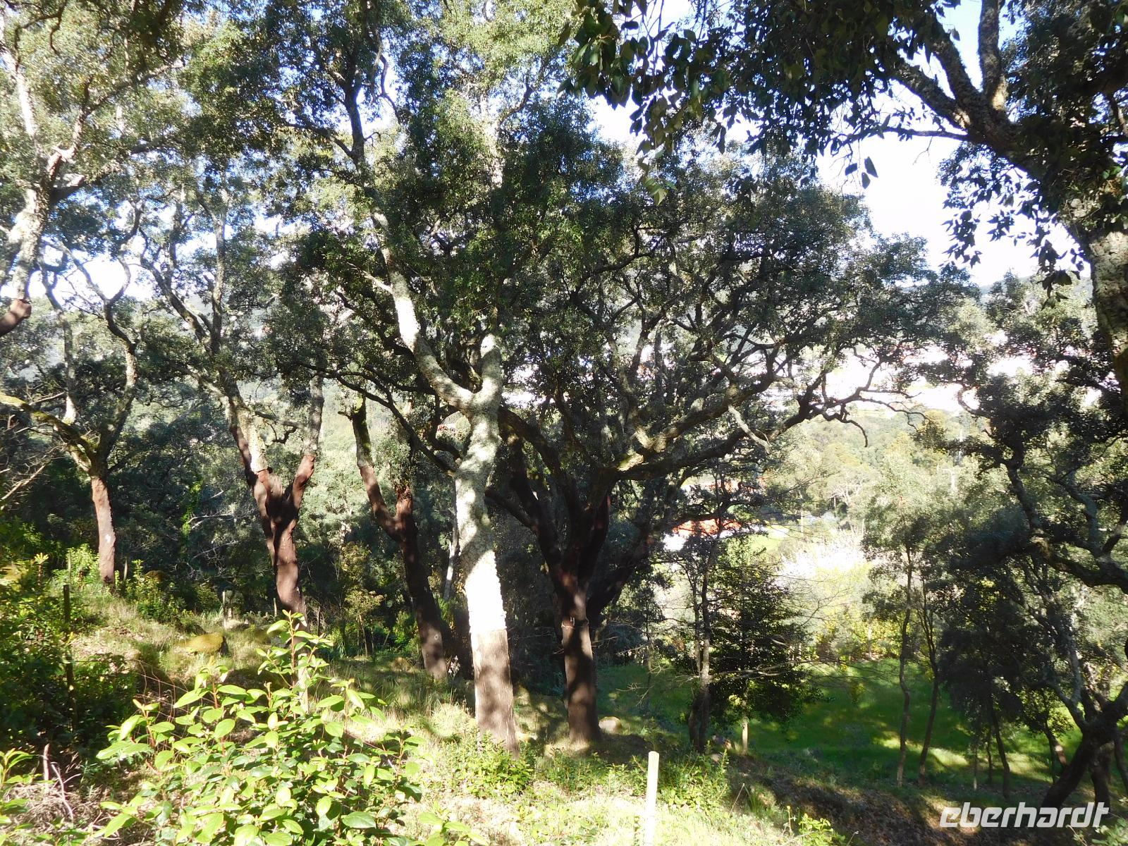 101 Monchique Gebirge