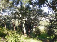 101 Monchique Gebirge