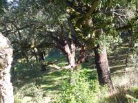 103 Monchique Gebirge