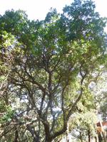 105 Monchique Gebirge Medronho-Baum