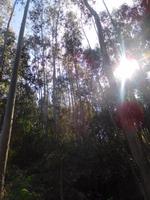 108 Eukalyptusbäume