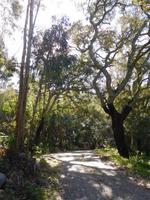 110 Monchique Gebirge