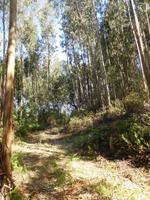 111 Monchique Gebirge