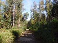 112 Monchique Gebirge