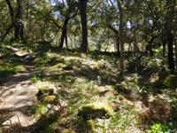 142 Monchique Gebirge