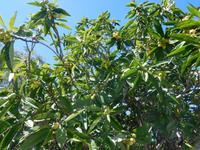 153 Caldas de Monchique