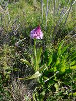 186 Wanderung Richtung Praia da Luz Orchidee