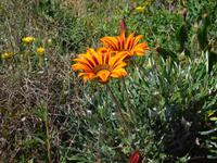 193 Wanderung Richtung Praia da Luz