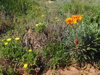 194 Wanderung Richtung Praia da Luz