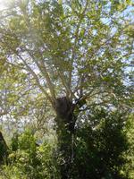 235 Johannisbrotbaum