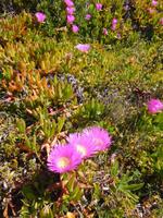 303 Küstenwanderung nach Carvoeiro Mittagsblume