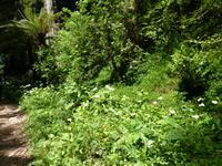 Parque von Bussacao (6)