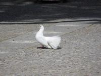 Portugal – Pilgerstätte Fatima