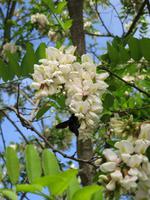 Portugal – Sao Joao da Pesqueira