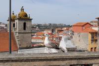 Porto & Lissabon Eberhardt-Travel PT-POLIS Martin Büchner BMS World Travel-0196