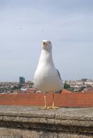 Porto & Lissabon Eberhardt-Travel PT-POLIS Martin Büchner BMS World Travel-0222