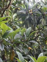 Mispeln im Garten von Sintra