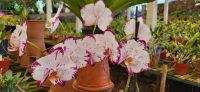 137 Patricks Orchideengarten