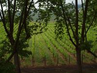 Besuch eines Weinberges bei Peso da Regua - Quinta da Pacheca