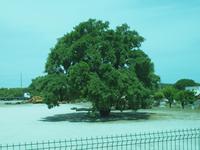 Korkfabrik bei Evora