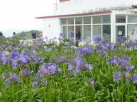 Teeplantage Cha Gorreana