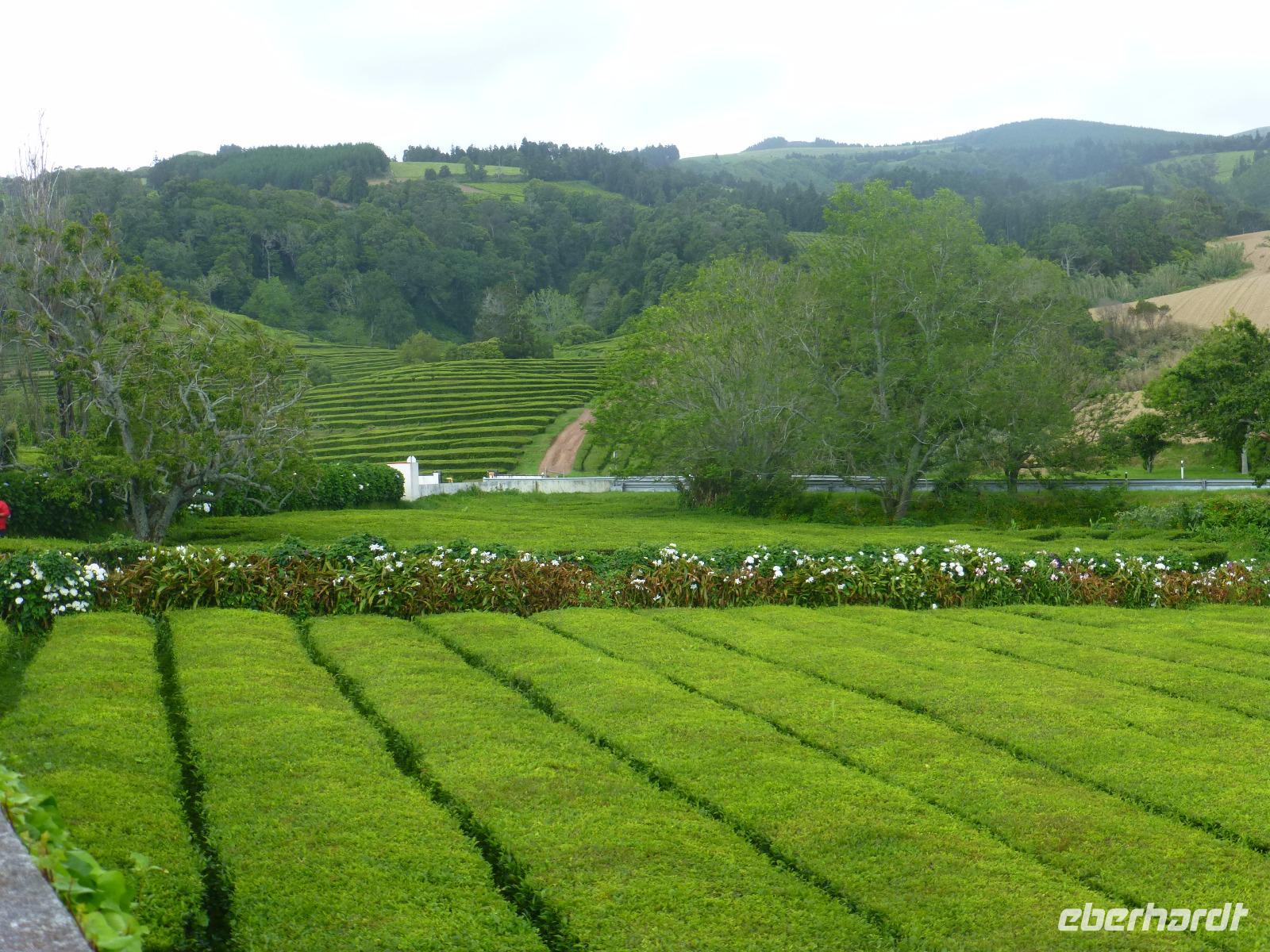 Teeplantage Cha Gorreana