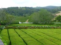 Teeplantage Cha Gorreana