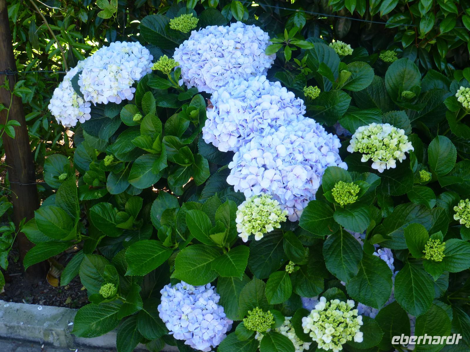 Hortensien
