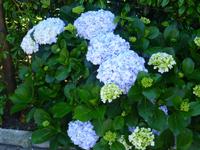 Hortensien