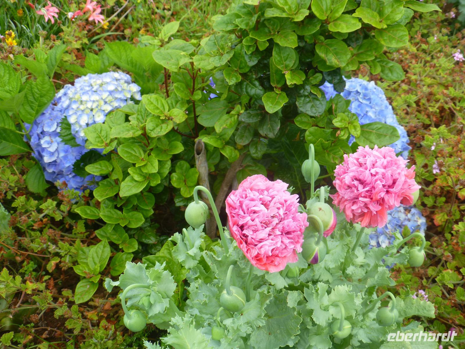 Hortensien