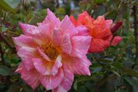 Rosen im Rosengarten in Braga