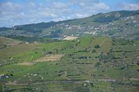 Weinanbaugebiete im Dourotal