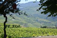 Anbauflächen des Weingutes Pacheca