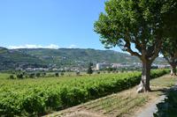 Weinanbau des Weingutes