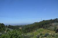 Nahe dem Wald von Bussaco