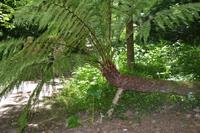 Spaziergang durch den Wald von Bussaco 