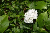 Hortensien im Wald von Bussaco 
