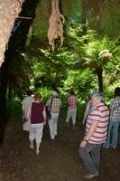 Spaziergang durch den Wald von Bussaco 