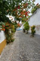 Blühende Pflanzen in Óbidos