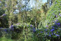 Blaue Blumen in Lissabon 