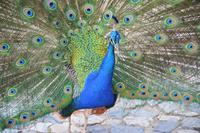 Pfau auf der Burg São Jorge