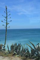 Agaven an der Küste bei Estoril