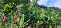 143 Bananenstauden am Wegesrand