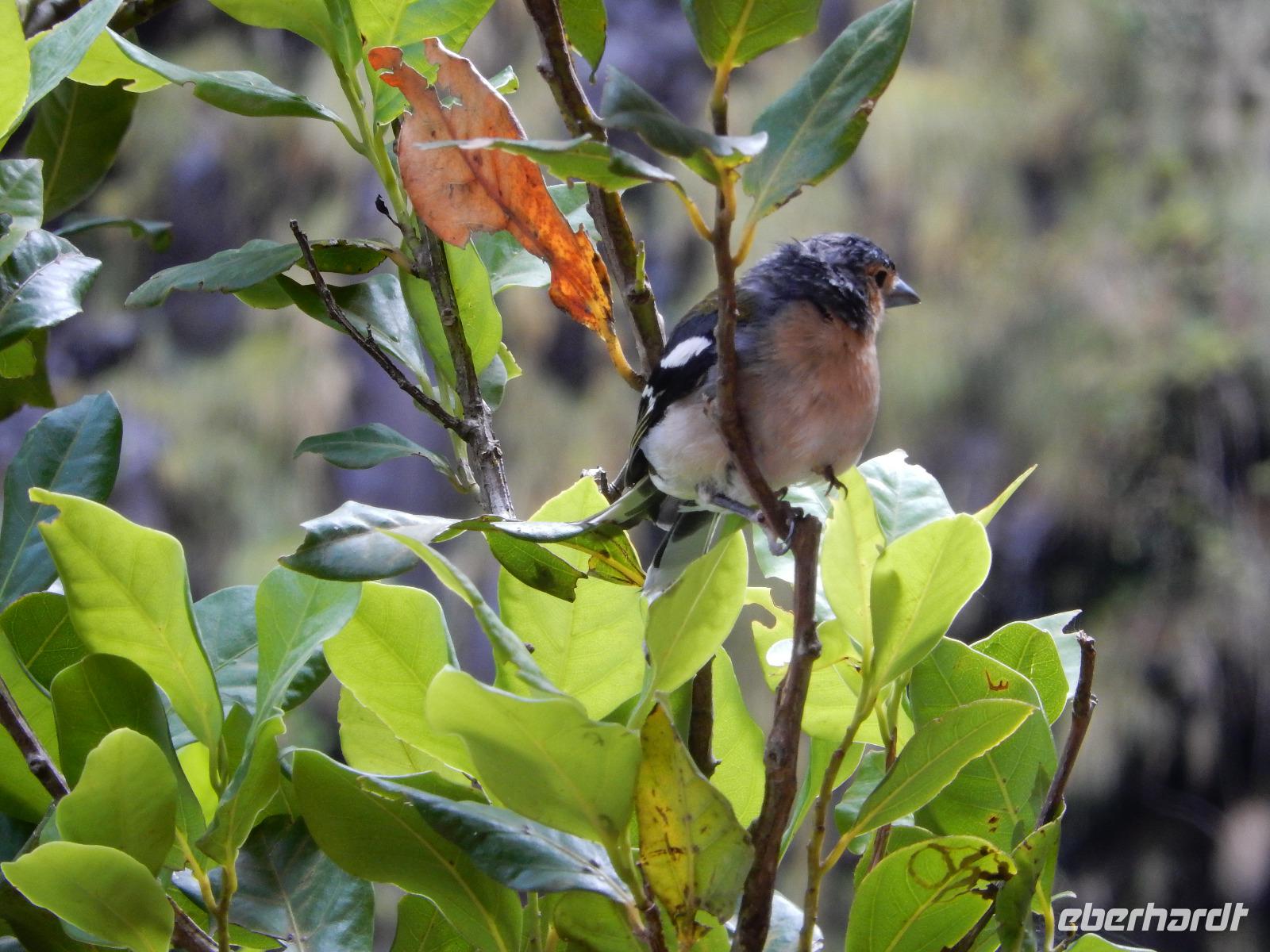 Piepmatz wandert auch mit 