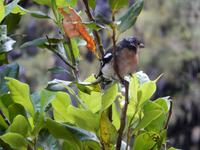 Piepmatz wandert auch mit 