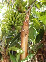 Überall gab es Bananenpflanzen