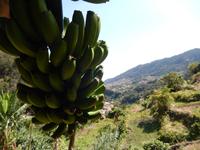 Überall gab es Bananenpflanzen