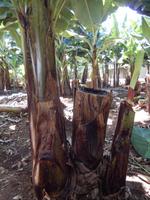 Da wächst schon die neue Staude