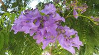 Jacaranda
